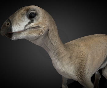 Modern Mammal-ID:963927034