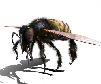 Modern Flying Animals-ID:770004992