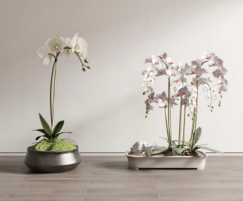 Modern Bonsai-ID:579021938