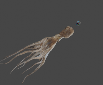 Modern Aquatic Animals-ID:627274994