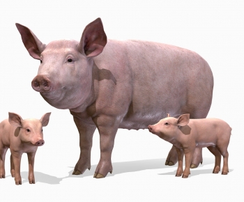 Modern Animal Pig-ID:511049035