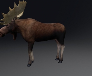 Modern Mammal-ID:490576989
