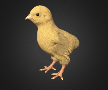 Modern Poultry Animal-ID:283231978