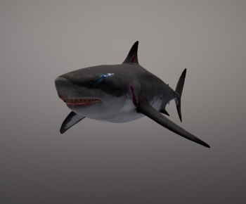 Modern Aquatic Animals-ID:526700085