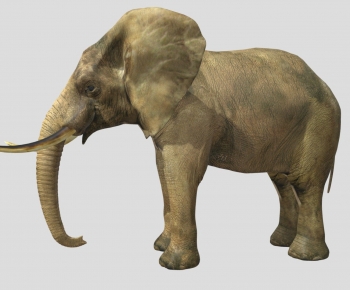 Modern Mammal-ID:752609979