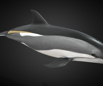 Modern Aquatic Animals-ID:816169029