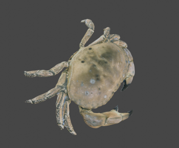 Modern Animal-ID:225963129