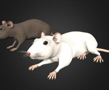 Modern Mammal-ID:134752999
