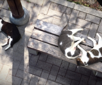 Modern Animal-ID:656394004
