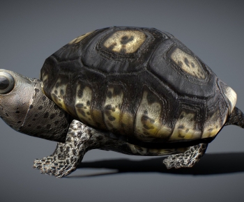 Modern Reptile-ID:829036953