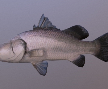 Modern Aquatic Animals-ID:784195904