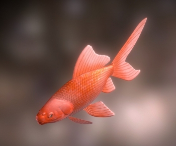 Modern Aquatic Animals-ID:824584963