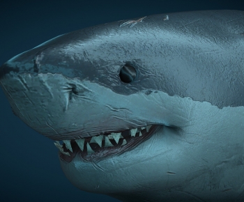 Modern Aquatic Animals-ID:101021056
