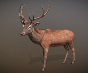 Modern Mammal-ID:455665115