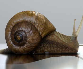 Modern Reptile-ID:843934062