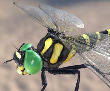 Modern Flying Animals-ID:447412972