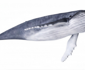 Modern Aquatic Animals-ID:685795071