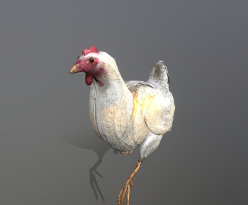 Modern Poultry Animal-ID:876369958