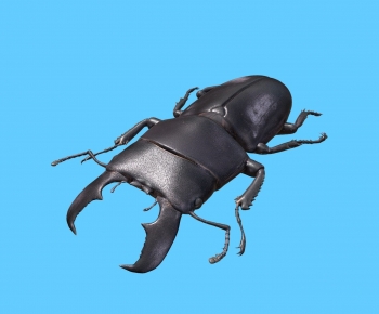 Modern Animal-ID:565872911