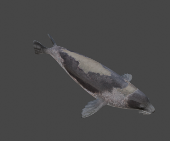 Modern Aquatic Animals-ID:438349269