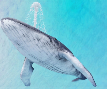 Modern Aquatic Animals-ID:744497067