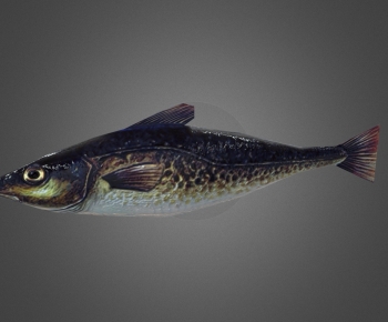 Modern Aquatic Animals-ID:210484983