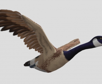 Modern Animal-ID:104188991