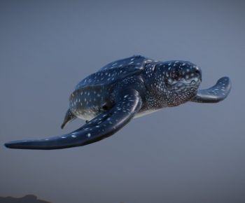 Modern Aquatic Animals-ID:205434083