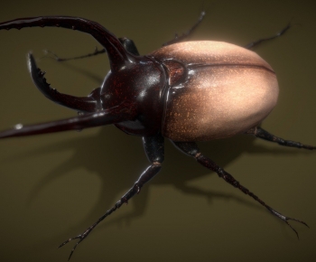Modern Animal-ID:897176032