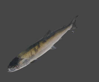 Modern Aquatic Animals-ID:353125106