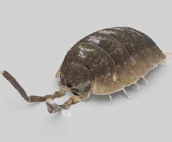Modern Animal-ID:777852066