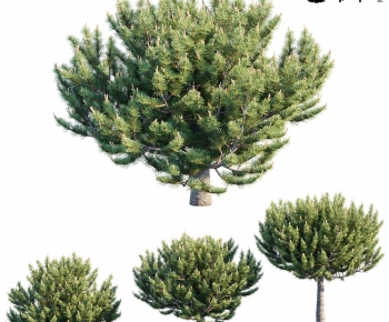 Modern Tree-ID:671288978