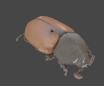 Modern Animal-ID:449433098
