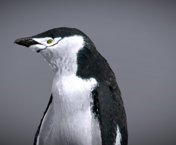 Modern Animal-ID:840411284