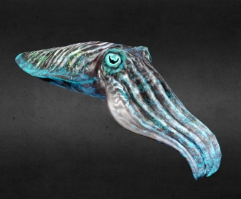 Modern Aquatic Animals-ID:221375949