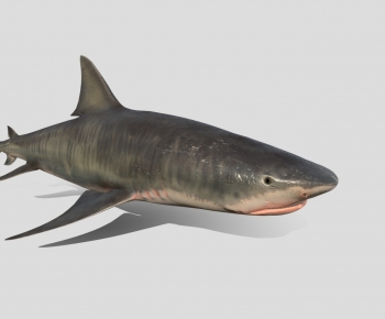 Modern Aquatic Animals-ID:326051006