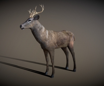 Modern Mammal-ID:171514997