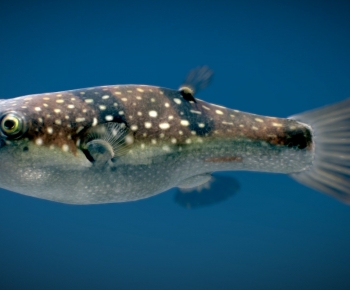 Modern Aquatic Animals-ID:626472002