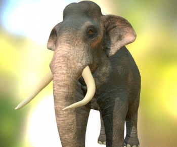 Modern Animal-ID:881867893