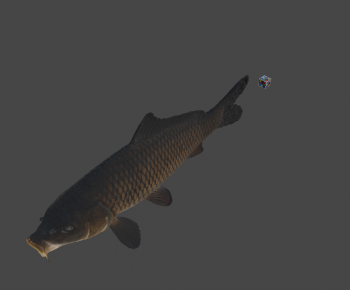 Modern Aquatic Animals-ID:158571004