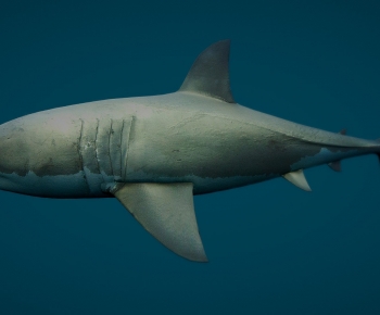 Modern Animal-ID:139318949