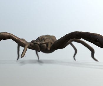 Modern Animal-ID:341624981