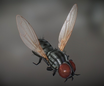 Modern Other Animals-ID:755588059