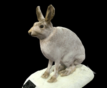 Modern Mammal-ID:390043027