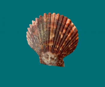 Modern Aquatic Animals-ID:209069016