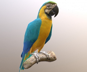 Modern Animal-ID:555366041