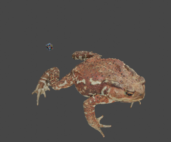 Modern Animal-ID:187186001