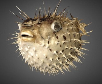 Modern Aquatic Animals-ID:900964023