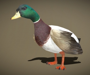 Modern Animal-ID:265259775