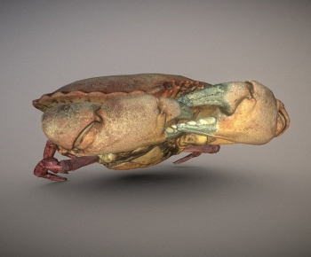Modern Animal-ID:139492992
